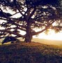 Image result for Types of Cedar Trees Images