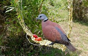 Image result for Bird Snare