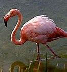 Image result for Flamingo Admin Commands Island Life