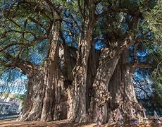 Image result for Awesome Tree