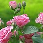 Image result for English Rose Garden Wallpaper