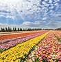 Image result for Israel Flower Field