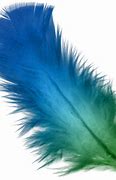 Image result for Feather Desktop Wallpaper