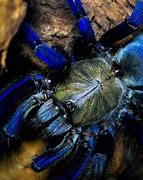 Image result for Blue Spider