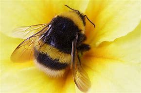 Image result for Cute Fat Bee