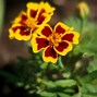 Image result for French Marigold