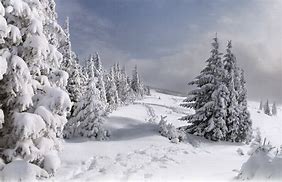 Image result for Snowy Christmas Trees