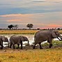 Image result for Safari Afrika
