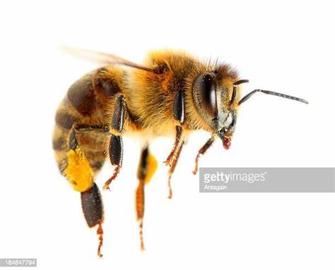 Honey Bee Photos and Premium High Res Pictures - Getty Images