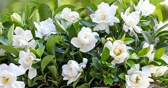 Image result for Gardenia Types of Flowers