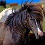 Image result for Horse in Field