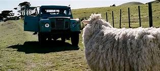 Image result for Black Sheep New Zealand