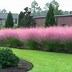 Image result for 1 Gallon - White Cloud Muhly Grass - Add An Ethereal Grass To Your Landscape