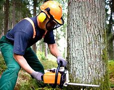 Image result for How to Cut a Large Oak Tree Down That Is Leaning the Wrong Way
