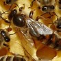 Image result for Honey Bee