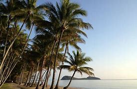 Image result for Palm Cove Beach