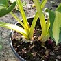 Image result for Potted Plant Stand