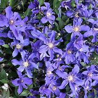 Image result for Sapphire Indigo Clematis - 1 Container