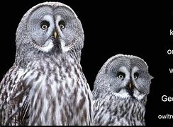 Image result for Short Clever Owl Quotes