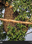 Image result for Big Honey Bee