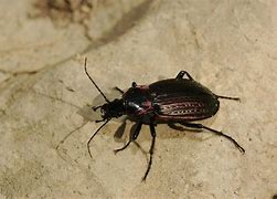 Image result for beetles exposed to lethal radiation does