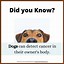 Image result for Interesting Fun Facts