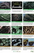 Image result for Plant Fossil Identification Chart