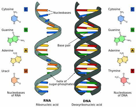 Major Difference Between DNA and RNA 