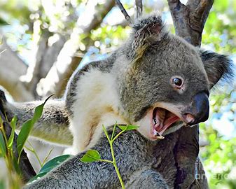 Image result for angry koala