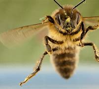Image result for Bee Front View