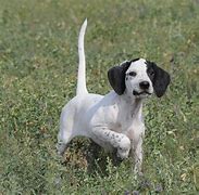 Image result for English Pointer Bird Dogs