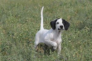 Image result for American Pointer