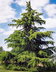 Image result for Deodar Cedar Tree Images
