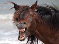 Image result for Ugly Funny Horses