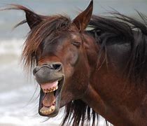 Image result for Horses Doing Funny Stuff