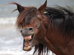 Image result for Funny Horse Laughing