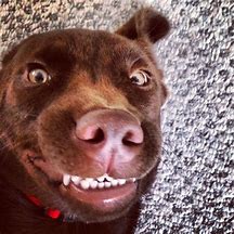 Image result for Goofy Dog Smile