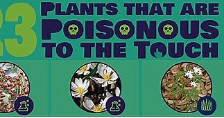 Image result for Poisonous Plants Images