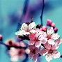 Image result for May Nature Flowers