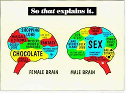 Image result for Female Brain Funny