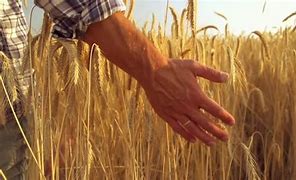 Image result for free picture of one person harvesting wheat