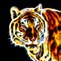 Image result for Tiger in Fire