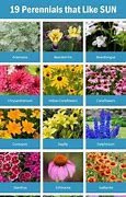 Image result for Perennial Flowers List with Pictures