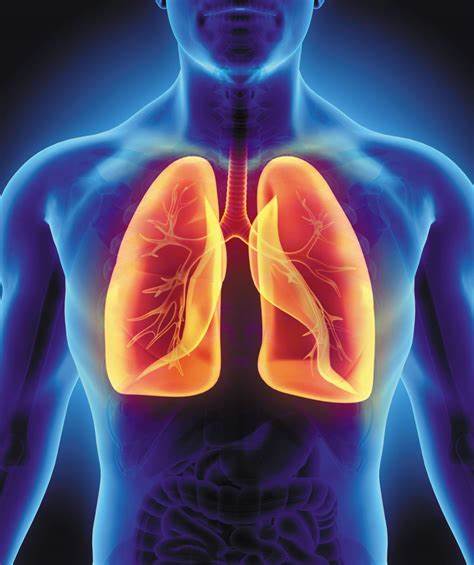 Next Session at the Ladder: Lungs – February 9th! | TheLadder