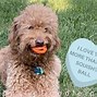 Image result for Funny Dog Happy Valentine's Day