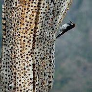 Image result for Acorn Woodpecker Granary Tree