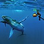 Image result for Biggest Humpback Whale
