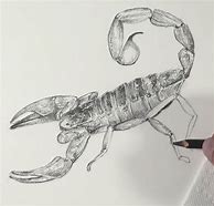 Image result for Realistic Scorpion Drawing