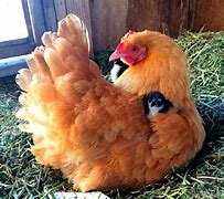Image result for Laying Chickens