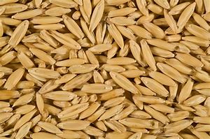 Image result for Oat Grain